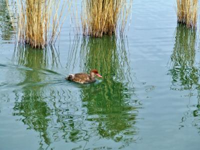 Прикрепленное изображение: bDSCF5906.jpg